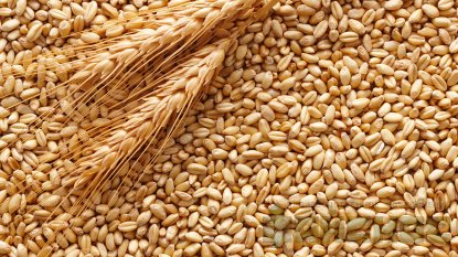 Пшеница продовольственная